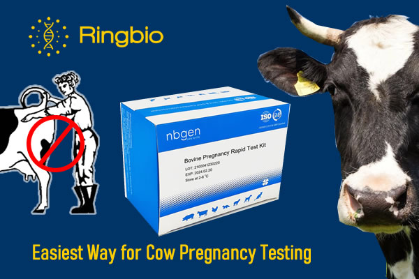 The easiest way for cattle pregnancy testing on farms and home